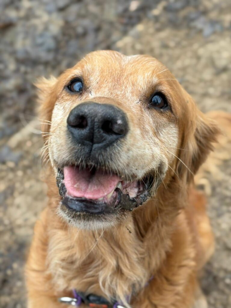 593724935_1373299457916530_5296898965493674577_n Market Harborough Pet Services