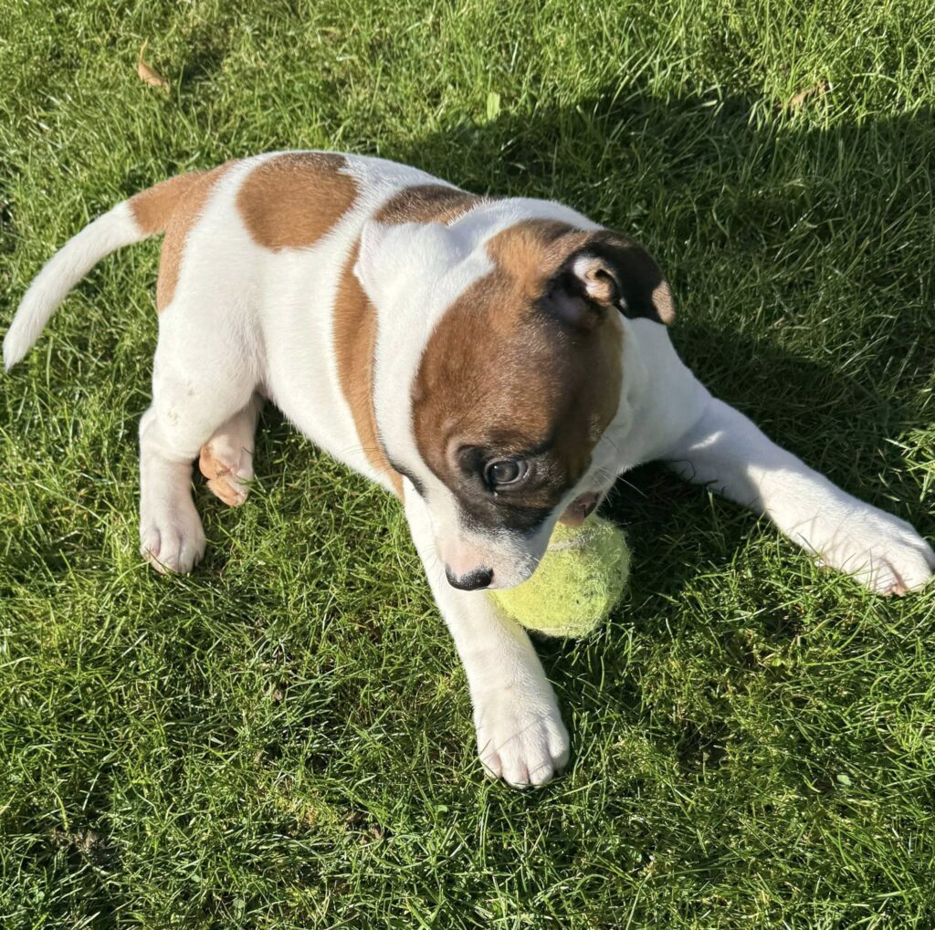 574877323_1351680450078431_861849089212161520_n