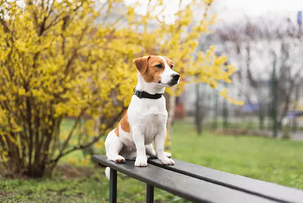 AdobeStock_1230361013 copy doggie day care Market Harborough