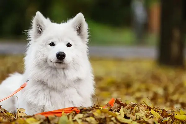 AdobeStock_466617770 copy doggie day care Market Harborough