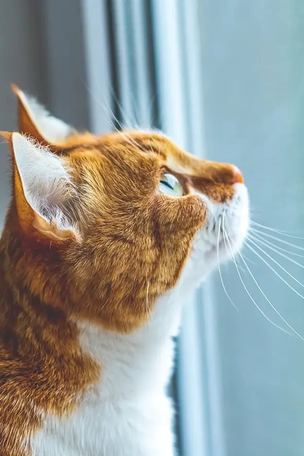 cat visits market harborough