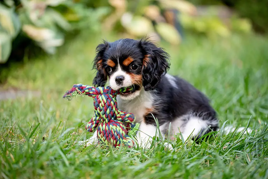 puppy visits market harborough