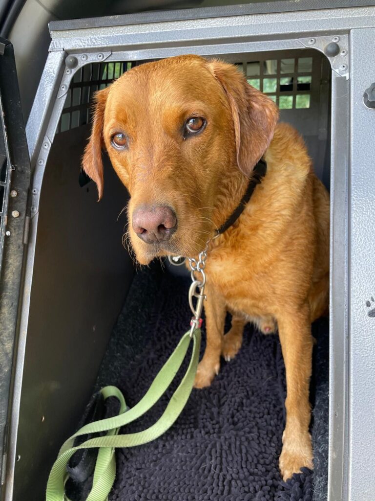 PHOTO-2026-03-26-12-37-25 pet taxi