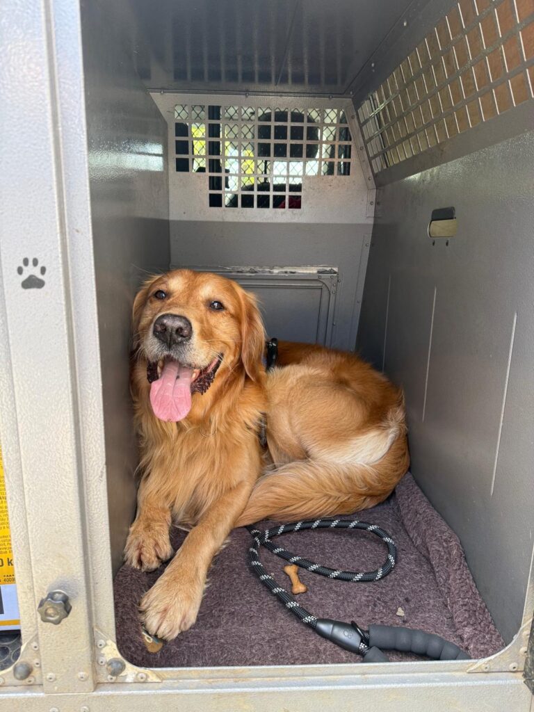 PHOTO-2026-03-26-14-45-50 pet taxi