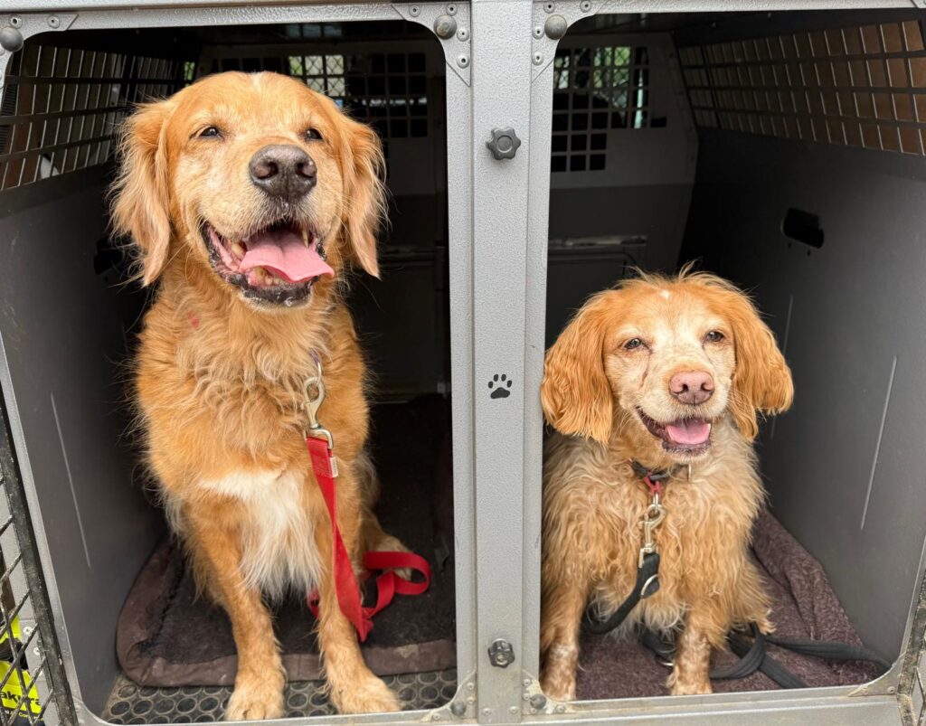 PHOTO-2026-03-27-13-58-15 pet taxi