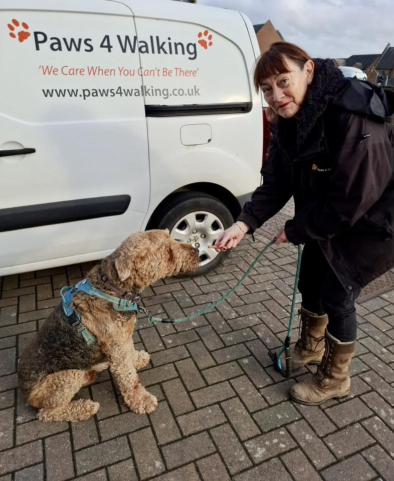 doggy taxi doggy taxi